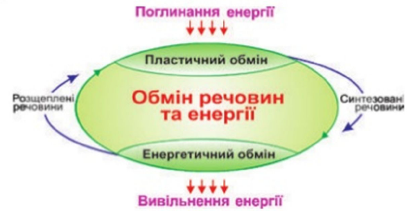 Результат пошуку зображень за запитом "використання енергії живими організмами"